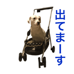 柴犬と白い雑種犬-16