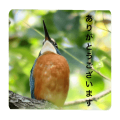 ai_20220109221739