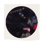 big face cat!!!!!