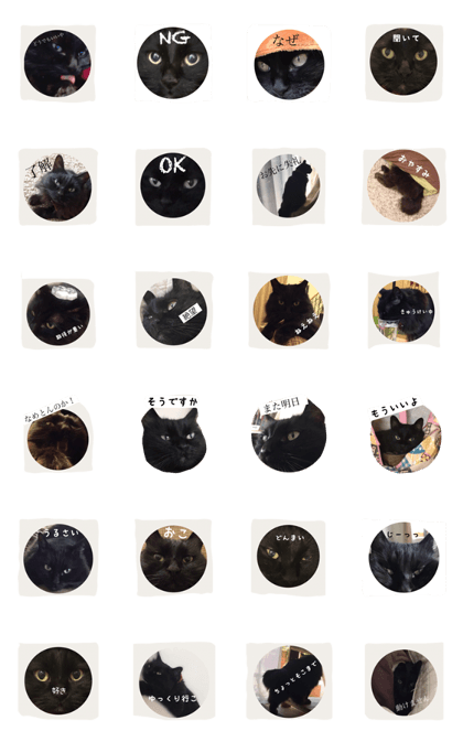 big face cat!!!!!