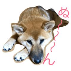 shibadog moka