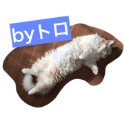 toro_cat