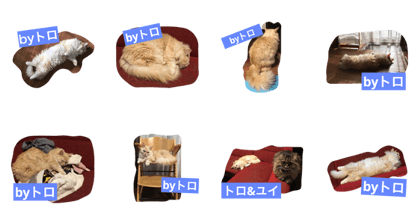 toro_cat
