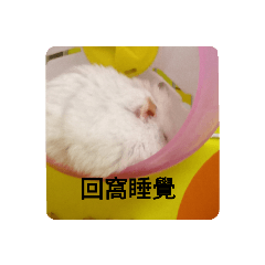 一只兩只 老鼠！