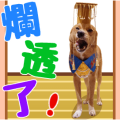 小黃弟動動迷因
