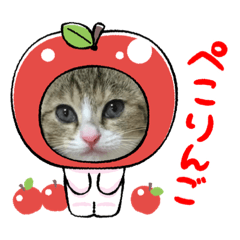 mikotan is cat