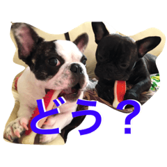 frenchie:>
