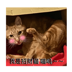 蘇ㄉ生活圈動物紀錄篇