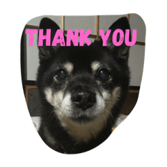 cherry_kuroshiba_thankyou