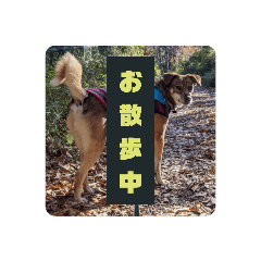 SAYURI_20220111003535