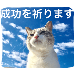 cats&sky message