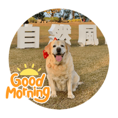 拉布拉多萌米娜