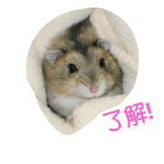 hamster(photos with Japanese words)