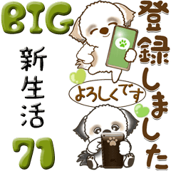 【Big】シーズー犬 71『新生活』