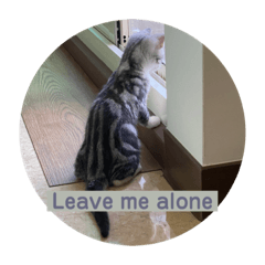 第一代-布里不是起司