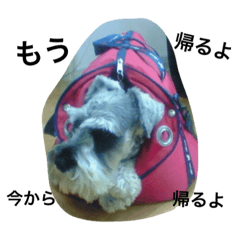 シュナウザー三兄弟