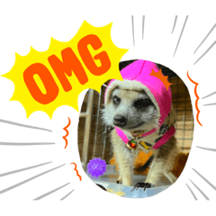 Alice_20220111143237