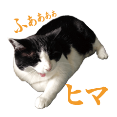 hachiware-cat cutie mimi-chan