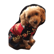 Mydog.
