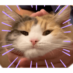 うにちゃんのゆるゆる
