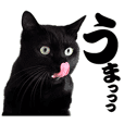 キャッツイン東京卒業猫スタンプ第1弾