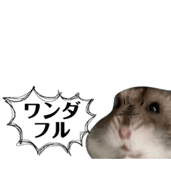 ジャンガリアンこてつの小さなつぶやき