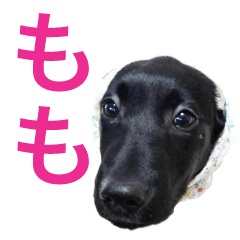 MomotanSticker