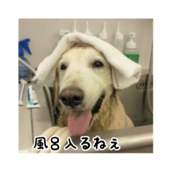 Golden Retriever Dip2&associates!!