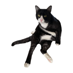 shabu is a cat2