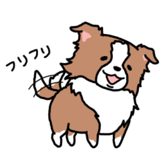 Border collie sticker -3-