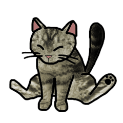 American Shorthair-cat