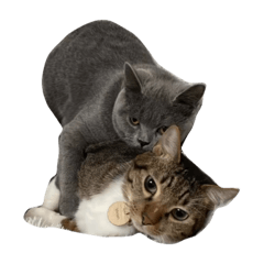 維維安小公主與奧里貓