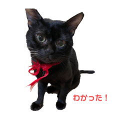 ayano_20220113185534