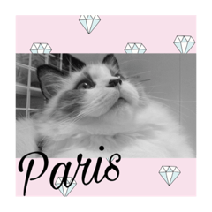 Ragdoll Paris part.2