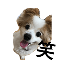 cute dog aloha-chan