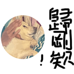 柴犬驚驚喵喵生活用語第二彈