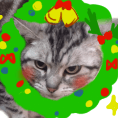 Cat Christmas and New year,Year end