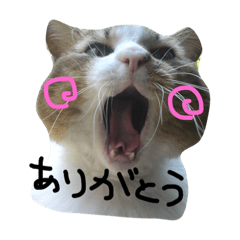 Cute cat sticker. For business reply.