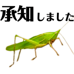 grasshopper2022-2