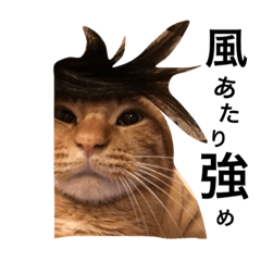 HACOMARU CAT