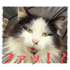 monaka_20220115185222