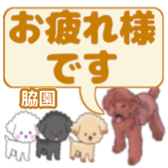 Wakizono's. letters toy poodle
