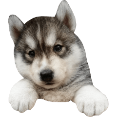 Husky Puppy's Sticker -MOMOTARO-