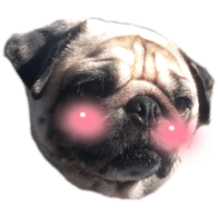 狗生害羞