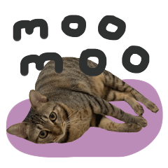 moomoo fatcat