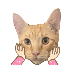 meow3.