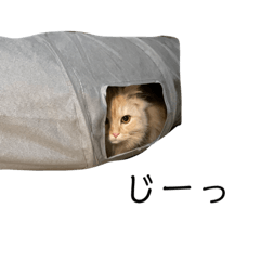 Orange_20220116200727