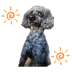 toy poodle cute01