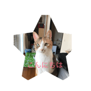 hiyo-tan
