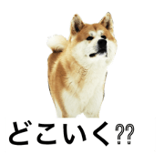 akitas